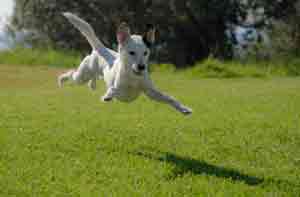 Dog flying at dog park