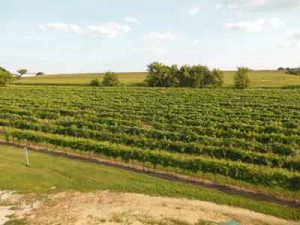 Burr Oak Winery fields