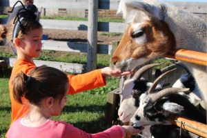 Woodside Ranch girls feeding goats